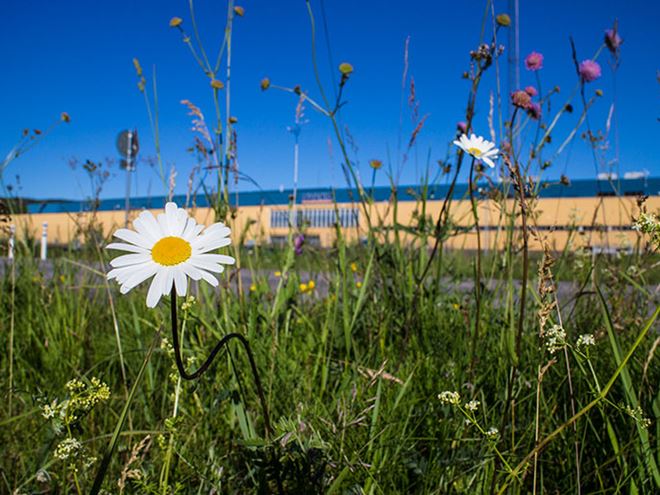 decorative image: environment